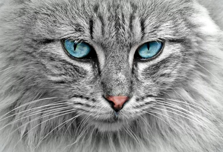 Energie de guérison pour nos animaux