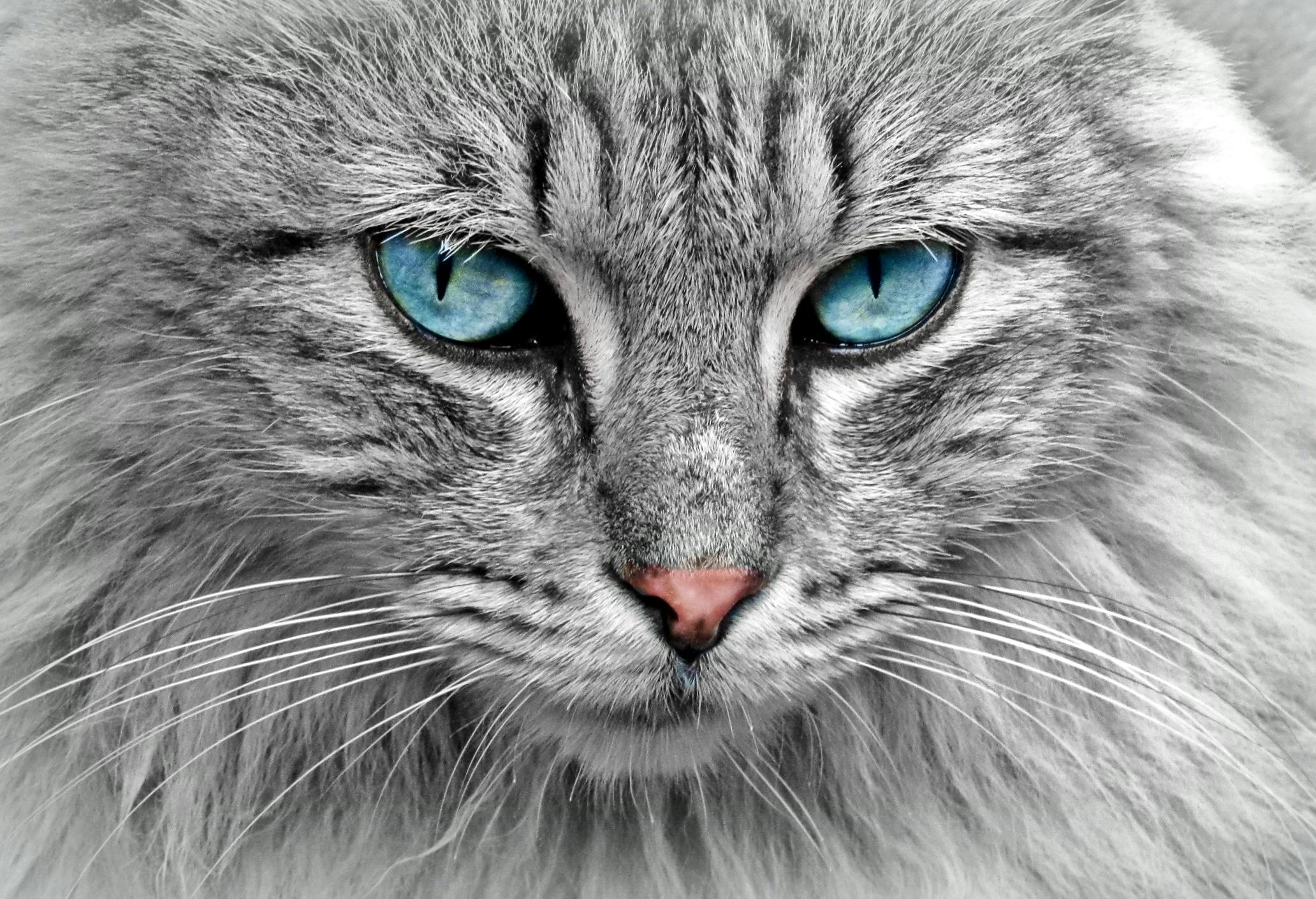 Heilenergie für unsere Tiere
